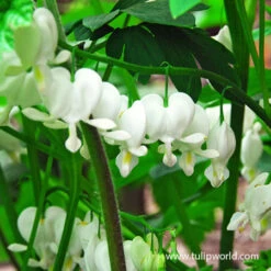 Shade Border Garden Collection -Plants Shop 27201 white bleeding heart