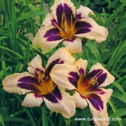Dazzling Daylily Collection -Plants Shop 27210