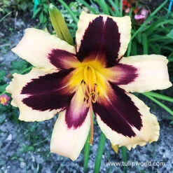 Dazzling Daylily Collection -Plants Shop 27210 wild horses daylily
