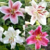 Oriental Lily Collection -Plants Shop 27214