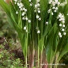 Bordeaux Lily Of The Valley 1 Bordeaux Lily Of The Valley -Plants Shop 27219