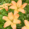 Easy Whisper Asiatic Lily -Plants Shop 27221 easy whisper asiatic lily
