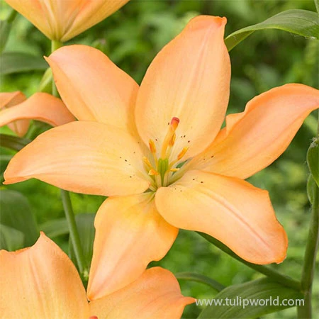 Easy Whisper Asiatic Lily 4 Easy Whisper Asiatic Lily - Image 2