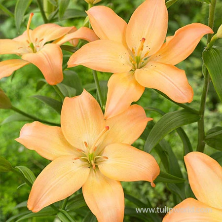 Easy Whisper Asiatic Lily 3 Easy Whisper Asiatic Lily