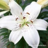 Inuvik Asiatic Lily -Plants Shop 27226 1