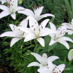 Bright Dimension Lily Collection -Plants Shop 27226 inuvik asiatic lilies