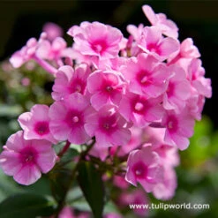 All Pink Summer Collection 16 All Pink Summer Collection -Plants Shop 27227