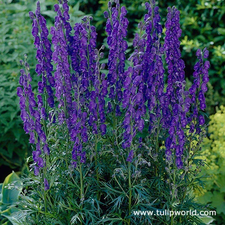 All Blue Summer Collection 6 All Blue Summer Collection - Image 4