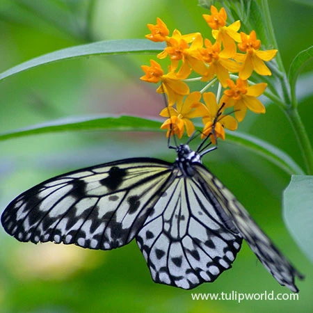 Gay Butterflies Butterfly Weed 5 Gay Butterflies Butterfly Weed - Image 3