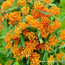 All Orange Summer Collection -Plants Shop 27233 butterfly weed 3