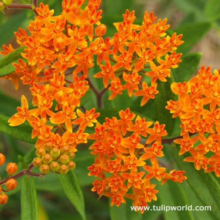 Gay Butterflies Butterfly Weed 4 Gay Butterflies Butterfly Weed - Image 2