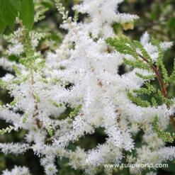 Colorful Summer Shade Garden -Plants Shop 27236