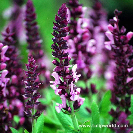 All Season Blooming Perennial Collection 12 All Season Blooming Perennial Collection - Image 10