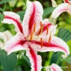 Dizzy Oriental Lily -Plants Shop 27239 1