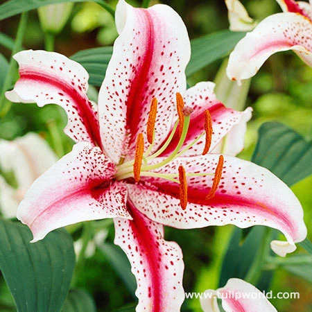 Spotty Garden Party Lily Collection 9 Spotty Garden Party Lily Collection - Image 7