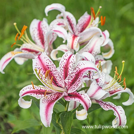 Dizzy Oriental Lily 4 Dizzy Oriental Lily - Image 2