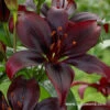 Dimension Asiatic Lily -Plants Shop 27240 1