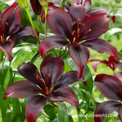 Bright Dimension Lily Collection -Plants Shop 27240 dimension asiatic lily