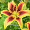 Viva La Vida Oriental Lily -Plants Shop 27241 viva la vida oriental lily 3