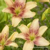 Easy Spot Asiatic Lily -Plants Shop 27242 easy spot asiatic lily 2
