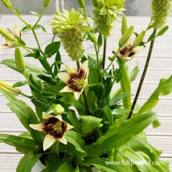 Lilies Of Summer Collection 30 Lilies Of Summer Collection -Plants Shop 27244 patricias pride asiatic lily