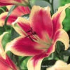 Red Morning Orienpet Lily -Plants Shop 27249 2