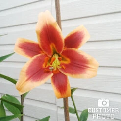 All Red Summer Collection 14 All Red Summer Collection -Plants Shop 27249 red morning orienpet lily