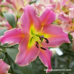 Sensational Summer Blooms Collection -Plants Shop 27250
