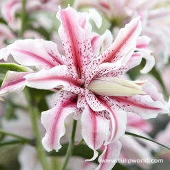Pretty Pink Lily Collection -Plants Shop 27251