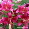 Cobra Oriental Lilies Jumbo Pack -Plants Shop 27255