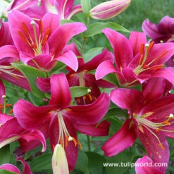 Cobra Oriental Lilies Jumbo Pack