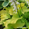 Sun Power Hosta -Plants Shop 27266 1