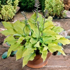 Shade Garden Kit Collection -Plants Shop 27266 sun power hosta