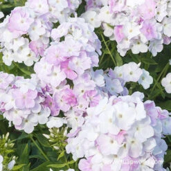 Cool Water Phlox