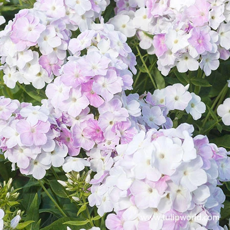 Cool Water Phlox 3 Cool Water Phlox