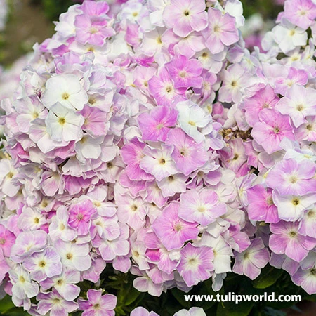 Cool Water Phlox 4 Cool Water Phlox - Image 2