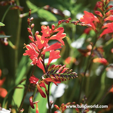 Glowing Ember Blend Crocosmia 3 Glowing Ember Blend Crocosmia