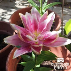 Roselily Double Oriental Lily Mix -Plants Shop 27269 roselily double oriental lily mix 3