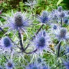 Big Blue Sea Holly 1 Big Blue Sea Holly -Plants Shop 27275