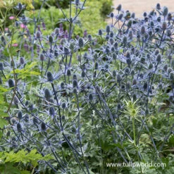 All Blue Summer Collection 20 All Blue Summer Collection -Plants Shop 27275 big blue sea holly 1