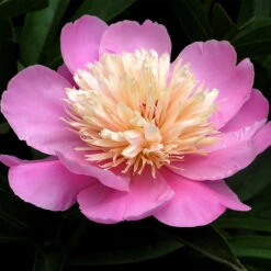 White And Pink Peony Collection 12 White And Pink Peony Collection -Plants Shop 27281 2 1