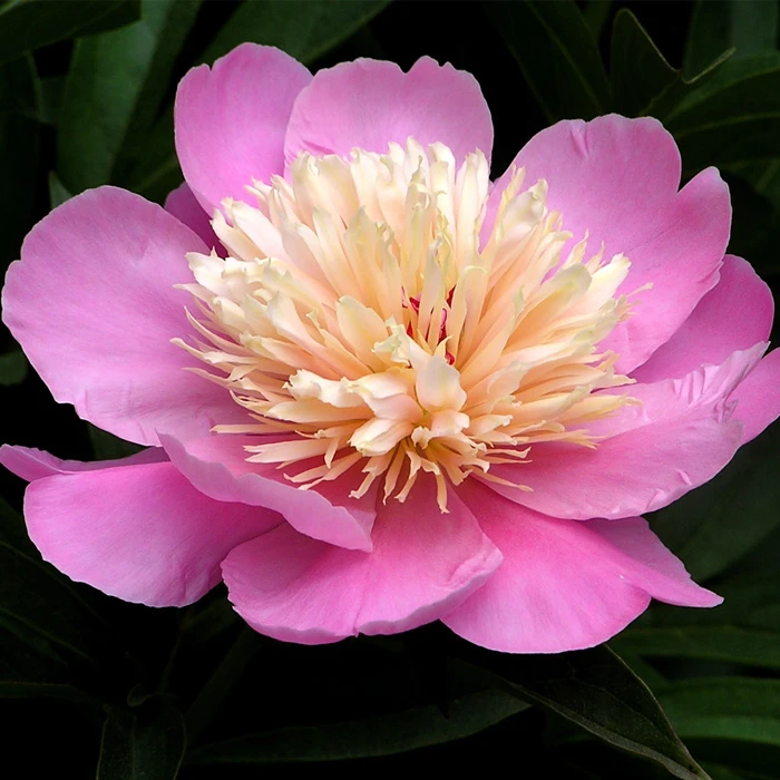 White And Pink Peony Collection 7 White And Pink Peony Collection - Image 5