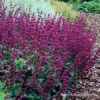 Purple Rain Salvia -Plants Shop 27286 purple rain salvia 2 2