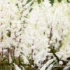 Happy Spirit Astilbe 2 Happy Spirit Astilbe -Plants Shop 27287 astilbe happy spirit