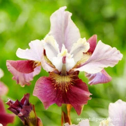All Pink Summer Collection 18 All Pink Summer Collection -Plants Shop 27290 painted woman iris