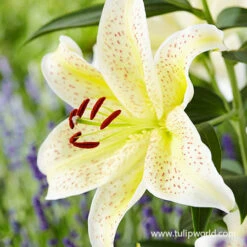Spotty Garden Party Lily Collection 19 Spotty Garden Party Lily Collection -Plants Shop 27291 tiger moon lily
