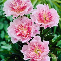 White And Pink Peony Collection 13 White And Pink Peony Collection -Plants Shop 27292 do tell peony