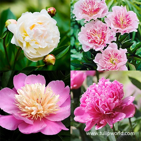 White And Pink Peony Collection 3 White And Pink Peony Collection