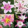 Pretty Pink Lily Collection -Plants Shop 27302 pretty pink lily collection