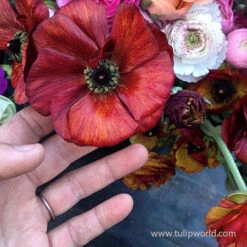 Tecolote® Ranunculus Cafe 8 Tecolote® Ranunculus Cafe -Plants Shop 28105 cafe ranunculus 3